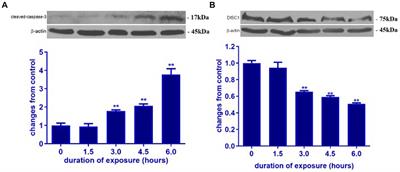 Ketamine modulates disrupted in schizophrenia-1/glycogen synthase kinase-3β interaction